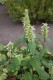 2563?width=100&height=80&name=agastache-