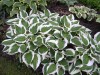 257?width=100&height=80&name=hosta-x-pat