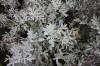 2586?width=100&height=80&name=artemisia-