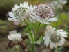 2590?width=100&height=80&name=astrantia-