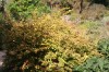 2596?width=100&height=80&name=berberis-t