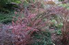 2599?width=100&height=80&name=berberis-t