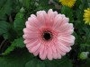 25?width=100&height=80&name=gerbera-jame