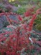 2600?width=100&height=80&name=berberis-t