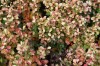 2601?width=100&height=80&name=berberis-t