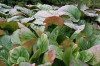 2604?width=100&height=80&name=bergenia-p