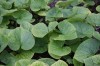 2611?width=100&height=80&name=brunnera-m