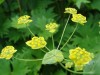 2612?width=100&height=80&name=bupleurum-