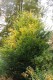 2616?width=100&height=80&name=carpinus-b