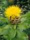 2620?width=100&height=80&name=centaurea-