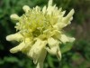 2621?width=100&height=80&name=cephalaria