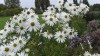 262?width=100&height=80&name=leucantheme