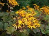 263?width=100&height=80&name=ligularia-d