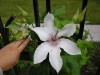 2641?width=100&height=80&name=clematis-k