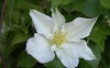 2644?width=100&height=80&name=clematis-s