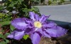 2645?width=100&height=80&name=clematis-t