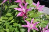 2646?width=100&height=80&name=clematis-t