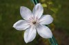 2649?width=100&height=80&name=clematis-p