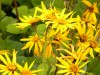 264?width=100&height=80&name=ligularia-d