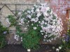 2651?width=100&height=80&name=clematis-v