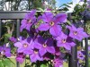 2652?width=100&height=80&name=clematis-v