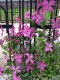 2653?width=100&height=80&name=clematis-x