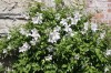 2654?width=100&height=80&name=clematis-x