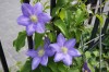 2655?width=100&height=80&name=clematis-x