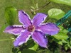 2656?width=100&height=80&name=clematis-x