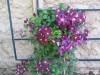 2657?width=100&height=80&name=clematis-x