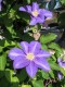 2659?width=100&height=80&name=clematis-x