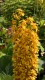 265?width=100&height=80&name=ligularia-f