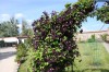 2661?width=100&height=80&name=clematis-x