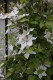 2662?width=100&height=80&name=clematis-x