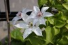 2663?width=100&height=80&name=clematis-x