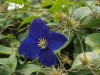 2664?width=100&height=80&name=clematis-x