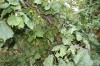 2670?width=100&height=80&name=corylus-av