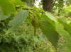 2673?width=100&height=80&name=corylus-co