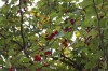 2677?width=100&height=80&name=crataegus-