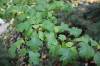 2678?width=100&height=80&name=crataegus-