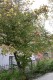 2679?width=100&height=80&name=crataegus-