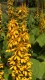 267?width=100&height=80&name=ligularia-s