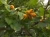 2680?width=100&height=80&name=crataegus-