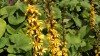 268?width=100&height=80&name=ligularia-s