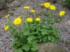 2690?width=100&height=80&name=doronicum-