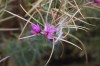 2696?width=100&height=80&name=epilobium-