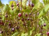 2697?width=100&height=80&name=epimedium-