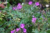 2698?width=100&height=80&name=erodium-ma