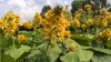 269?width=100&height=80&name=ligularia-v