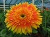 26?width=100&height=80&name=gerbera-jame